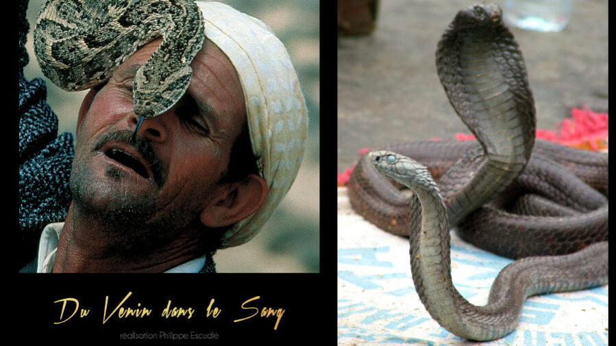 Extrait vidéo du documentaire Du venin dans le Sang diffusé sur Arte