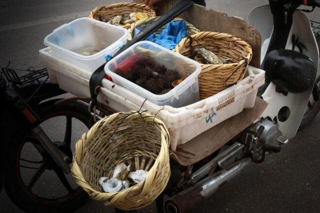 oualidia coquillages