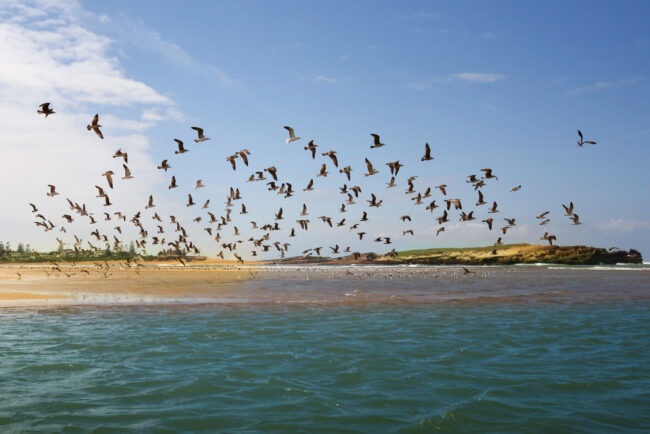 oualidia lagon oiseaux