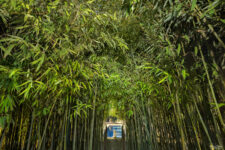 Allée majestueuse bordée de bambous dans une bambouseraie, menant à un bassin avec une statue, éclairée par une lumière naturelle filtrant à travers la végétation