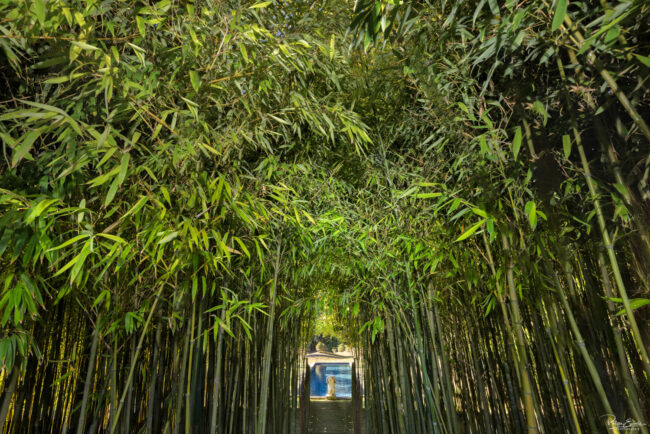 Allée majestueuse bordée de bambous dans une bambouseraie, menant à un bassin avec une statue, éclairée par une lumière naturelle filtrant à travers la végétation