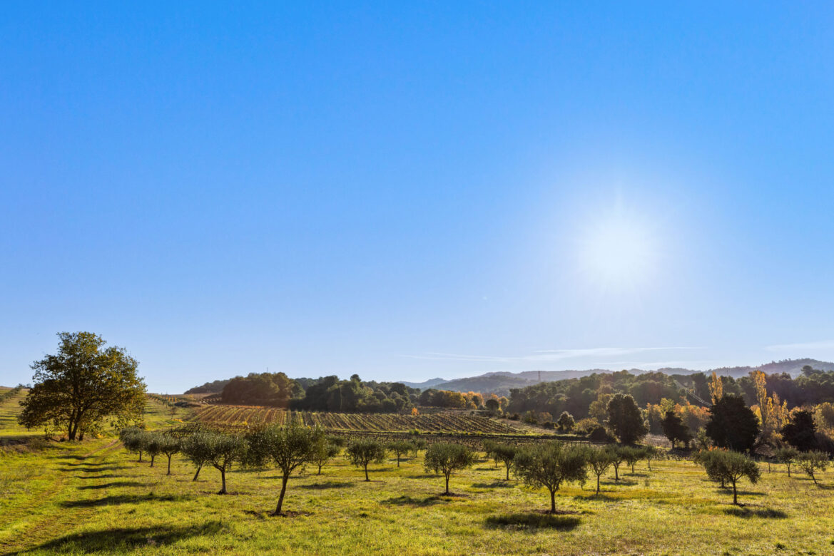 Oliveraie ensoleillée avec rangées d'oliviers et vignoble en arrière-plan, entourée de collines verdoyantes
